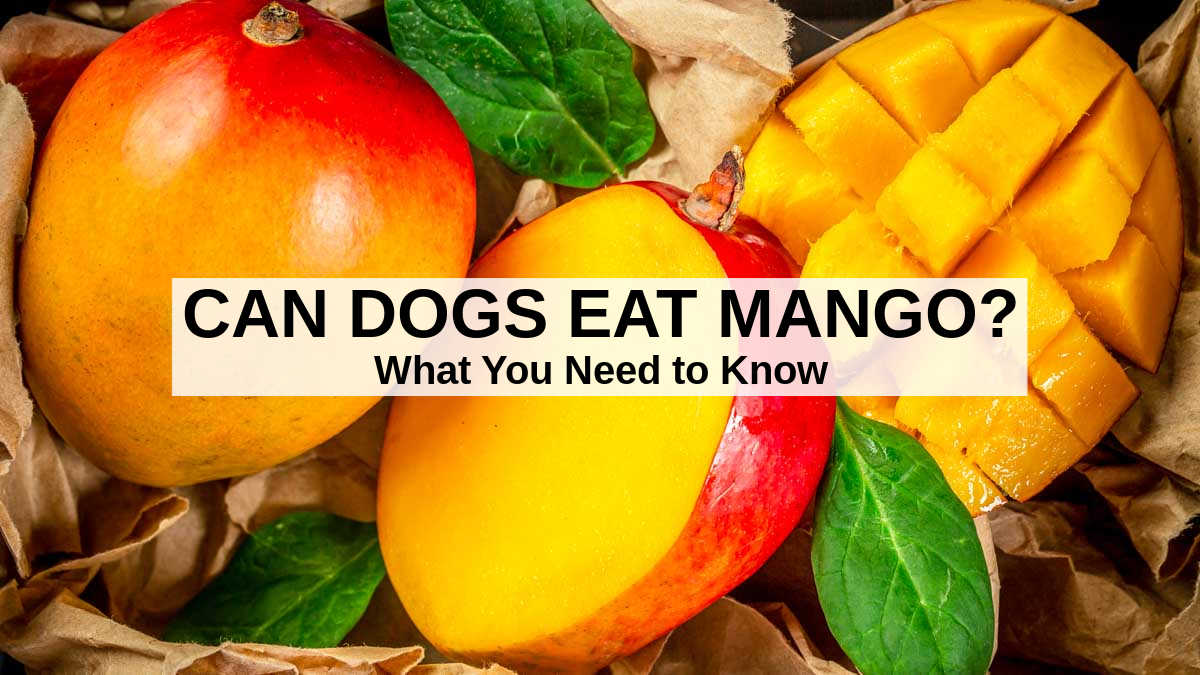 Can Dogs Eat Mango