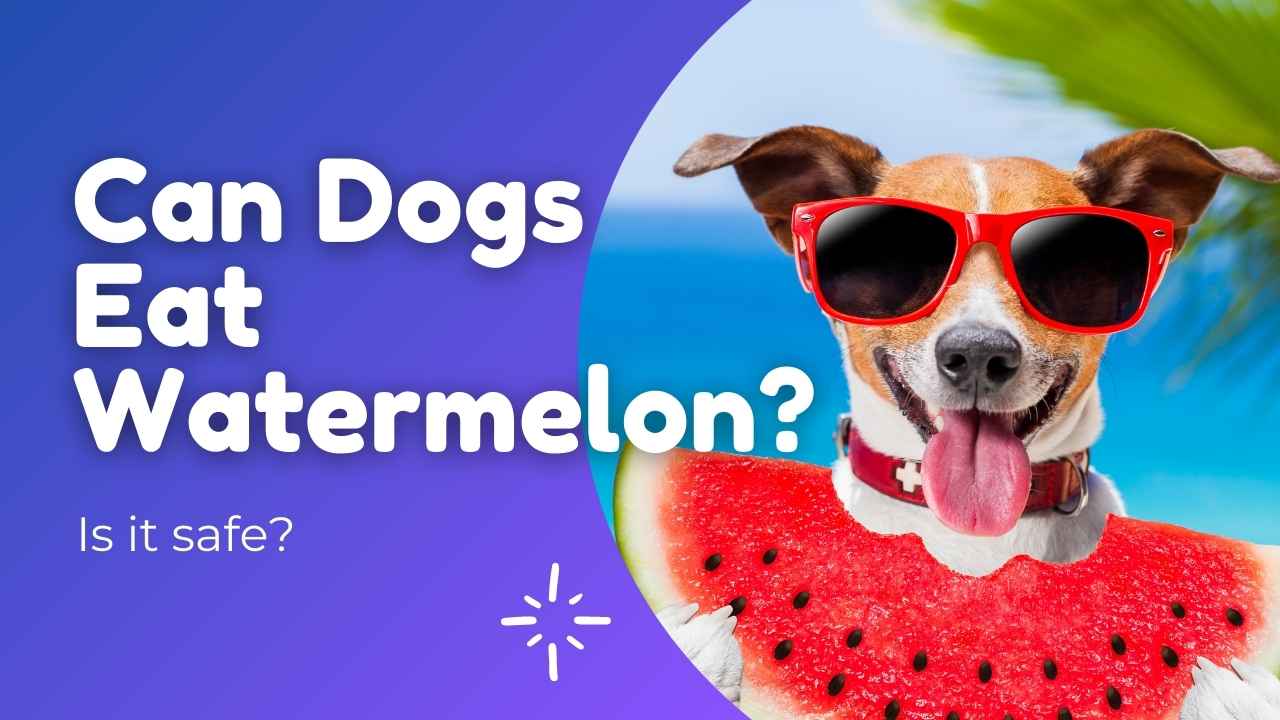 can dogs eat watermelon