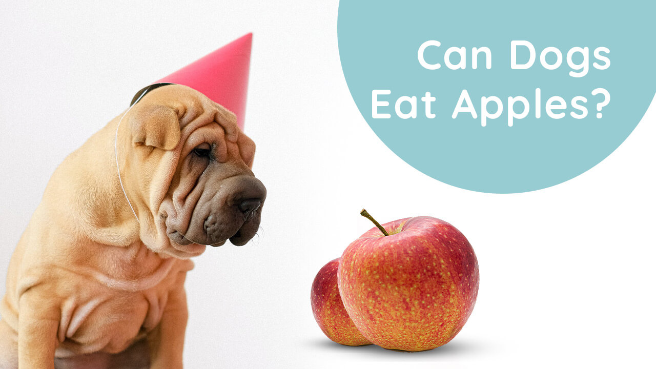 can dogs eat apples