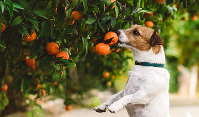 Can Dogs Eat Oranges?