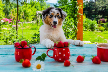 Can Dogs Eat Strawberries? Unveiling the Sweet Truth About Canine Nutrition