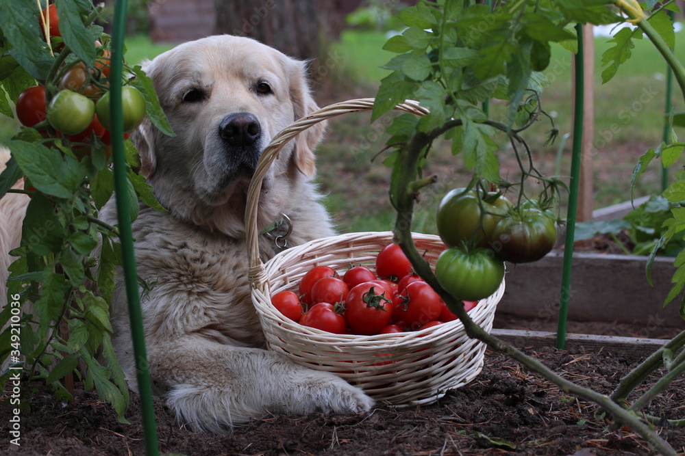 Can Dogs Eat Tomatoes?