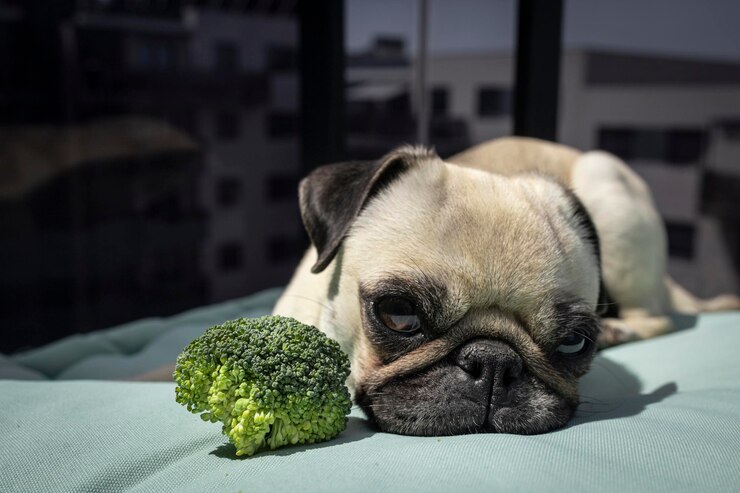 can dogs eat broccoli