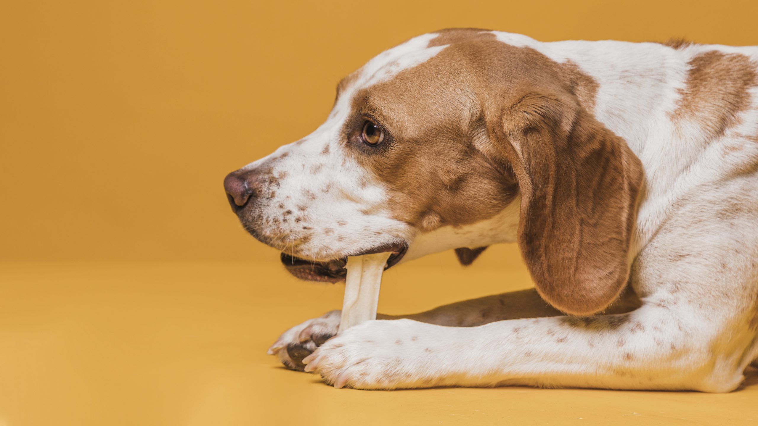 Can Dogs Eat Bananas?